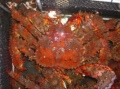 ���ۡ��ĥ�����ֺ餭���ˣ����������������